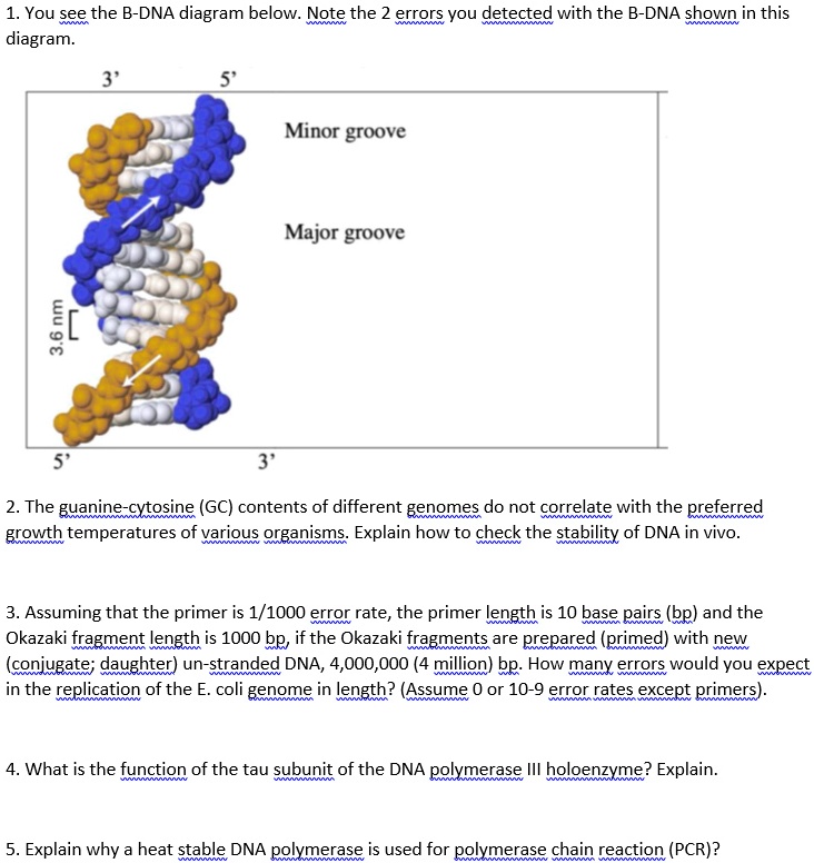 Molecular Biology You see the B-DNA diagram below. Note the 2 errors ...