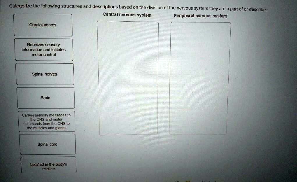 Categorize the following structures and descriptions based on the division of the nervous system they are a part of or describe.
Central nervous system
Peripheral nervous system
Cranial nerves
Receives sensory information and initiates motor control
Spinal nerves
Brain
Carries sensory messages to the CNS and motor commands from the CNS to the muscles and glands
Spinal cord
Located in the body's midline