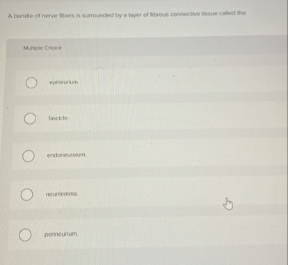 SOLVED: A bundle of nerve fibers is surrounded by a layer of fibrous ...