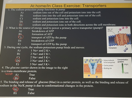 At home/In Class Exercise: Transporters
1. The sodium-potassium pump functions to pump
A) sodium ions out of the cell and potassium ions into the cell.
B) sodium ions into the cell and potassium ions out of the cell.
C) sodium and potassium ions into the cell.
D) sodium and potassium ions out of the cell.
E) sodium and potassium ions in both directions across the cell membrane.
2. What is the source of energy used to power a primary active transporter (pump)?
A) breakdown of ATP
B) formation of ATP
C) transport of ATP by the pump
D) breakdown of GTP
E) transport of GTP by the pump
3. During one cycle, the sodium-potassium pump binds and moves;
A) 1 Na+ and 2 K+.
B) 2 Na+ and 2 K+.
C) 2 Na+ and 3 K+.
D) 3 Na+ and 2 K+.
E) 3 Na+ and 3 K+.
4. The glucose carrier shown in the image to the right is a trans-membrane protein.
A) True
B) False
5. The binding and release of glucose (blue) in a carrier protein, as well as the binding and release of sodium in the Na/K pump is due to conformational changes in the protein.
A) True
B) False