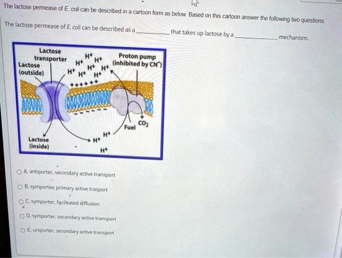 tre lactose permease of e coli can te descnbed ina cartoon form as ...