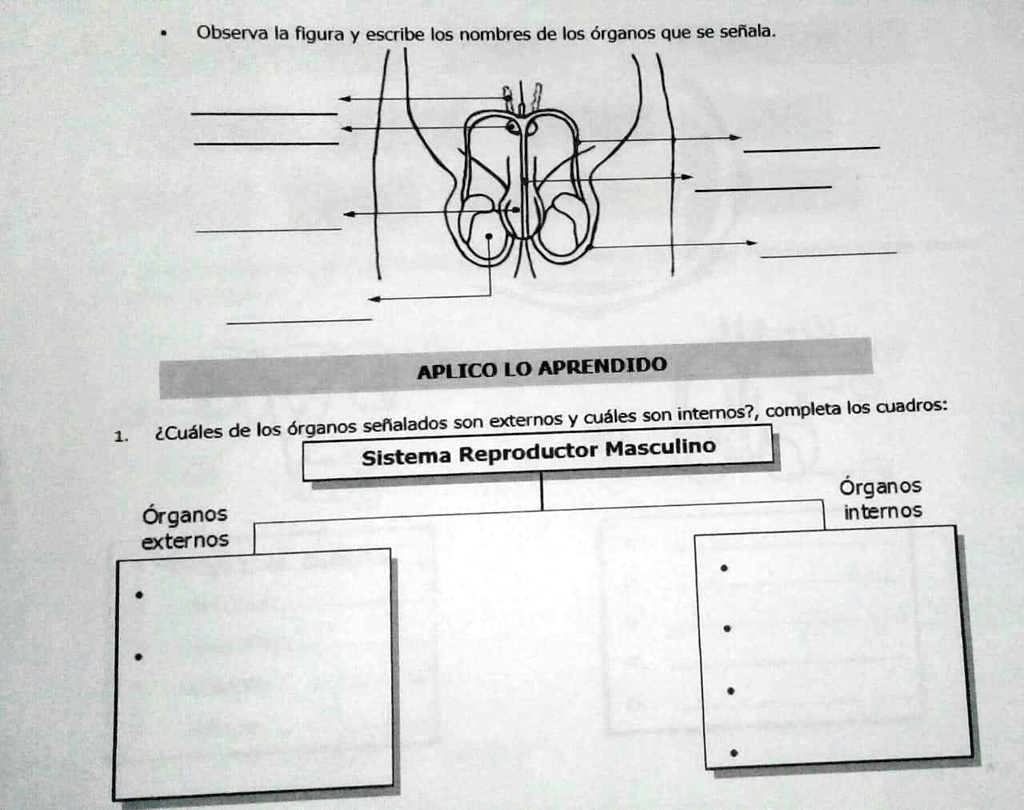 Solved Sistema Reproductor Masculino Observa La Figura Y Escribe Los