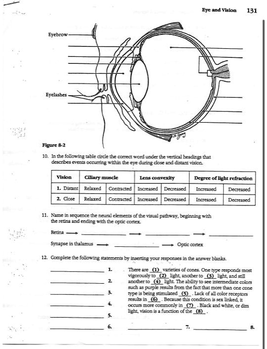 SOLVED: Eye and Vision 131 Eyebrow Eyelash Figure 8-2 10. In the ...