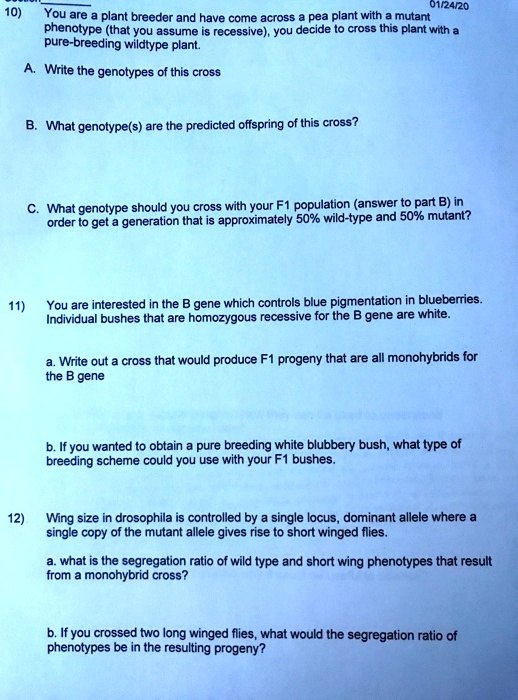 10) You are a plant breeder and have come across a pea plant with a mutant phenotype (that you assume is recessive), you decide to cross this plant with a pure-breeding wildtype plant.

A. Write the genotypes of this cross

B. What genotype(s) are the predicted offspring of this cross?

C. What genotype should you cross with your F1 population (answer to part B) in order to get a generation that is approximately 50% wild-type and 50% mutant?

11) You are interested in the B gene which controls blue pigmentation in blueberries. Individual bushes that are homozygous recessive for the B gene are white.

a. Write out a cross that would produce F1 progeny that are all monohybrids for the B gene

b. If you wanted to obtain a pure breeding white blubbery bush, what type of breeding scheme could you use with your F1 bushes.

12) Wing size in drosophila is controlled by a single locus, dominant allele where a single copy of the mutant allele gives rise to short winged flies.

a. what is the segregation ratio of wild type and short wing phenotypes that result from a monohybrid cross?

b. If you crossed two long winged flies, what would the segregation ratio of phenotypes be in the resulting progeny?