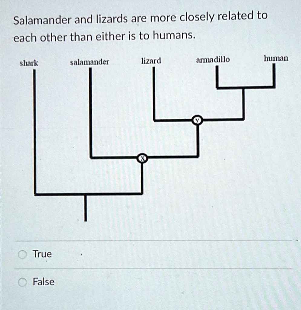 SOLVED: Salamander and lizards are more closely related to each other ...