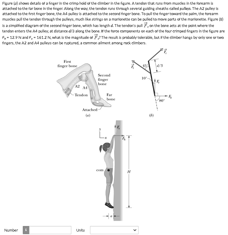 solved-figure-a-shows-details-of-a-finger-in-the-crimp-hold-of-the