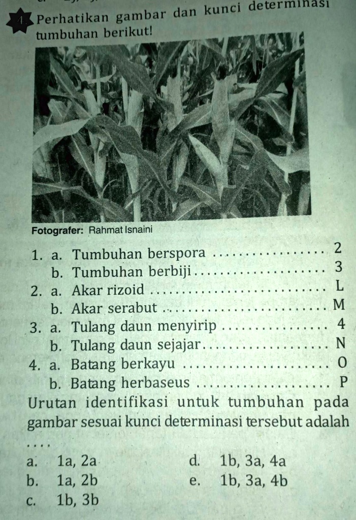 SOLVED: Perhatikan Gambar Dan Kunci Determinasi Tumbuhan Berikut! Dan ...