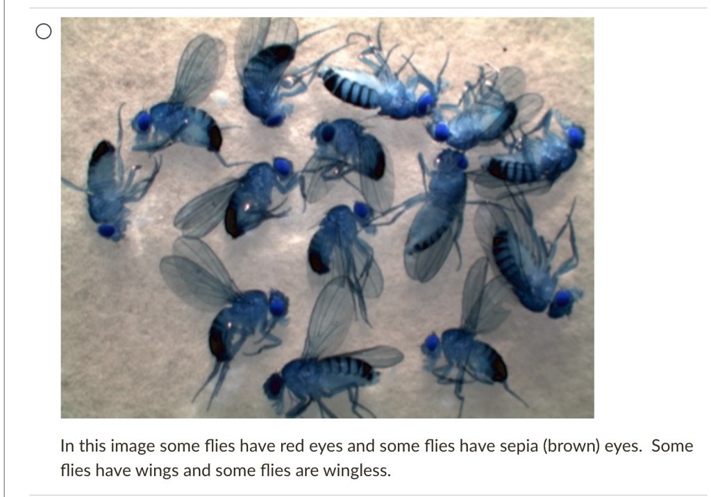 SOLVED:In this image some flies have red eyes and some flies have sepia ...