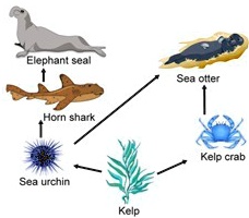 SOLVED: Which organism in this food web would you expect to have the ...