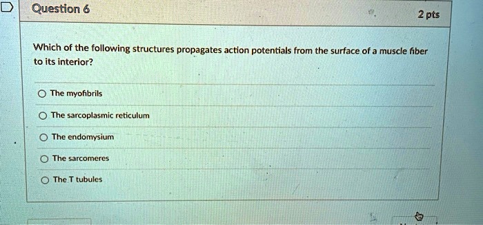 Which of the following structures propagates action potentials from the surface of a muscle fiber to its interior?

The myofibrils
The sarcoplasmic reticulum
The endomysium
The sarcomeres
The T tubules