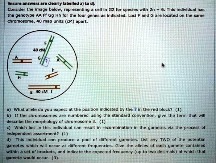 Ensure answers are clearly labelled a) to d).
Consider the image below, representing a cell in G2 for species with 2n = 6. This individual has the genotype AA Ff Gg Hh for the four genes as indicated. Loci F and G are located on the same chromosome, 40 map units (cM) apart.
F
40 cM
G
A
?
A
H
h
g 40 cM f
a) What allele do you expect at the position indicated by the ? in the red block? (1)
b) If the chromosomes are numbered using the standard convention, give the term that will describe the morphology of chromosome 3. (1)
c) Which loci in this individual can result in recombination in the gametes via the process of independent assortment? (1)
d) This individual can produce a pool of different gametes. List any TWO of the potential gametes which will occur at different frequencies. Give the alleles of each gamete contained within a set of brackets, and indicate the expected frequency (up to two decimals) at which that gamete would occur. (3)