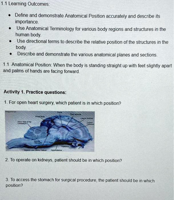 Anatomical Position: Definitions and Illustrations