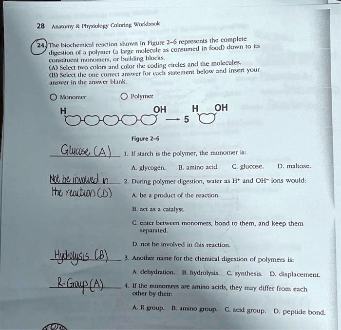 28 Anatomy Physiology Coloring Workbook The biochemical reaction shown