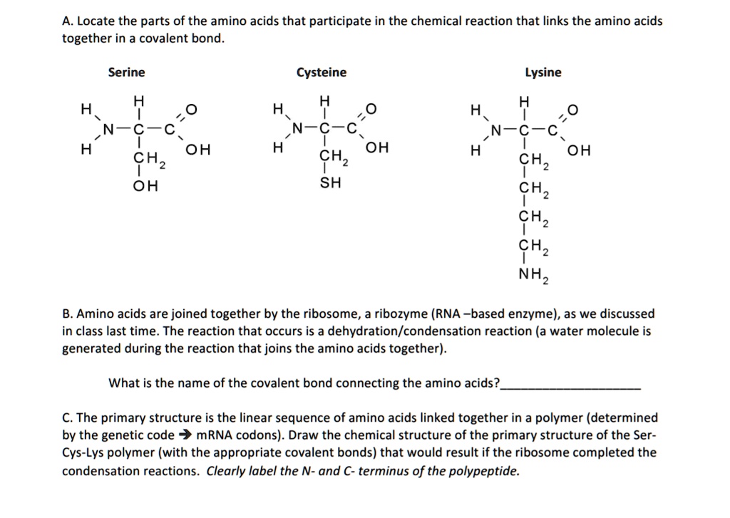 SOLVED A. Locate the parts of the amino acids that participate in the