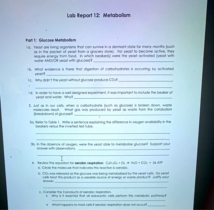 Lab Report 12: Metabolism
Part 1: Glucose Metabolism
1a. Yeast are living organisms that can survive in a dormant state for many months (such as in the packet of yeast from a grocery store). For yeast to become active, they require energy from food. In which beaker(s) were the yeast activated (yeast with water AND/OR yeast with glucose)?
1b. What evidence is there that digestion of carbohydrates is occurring by activated yeast?
1c. Why didn't the yeast without glucose produce CO2?
1d. In order to have a well designed experiment, it was important to include the beaker of yeast and water. Why?
2. Just as in our cells, when a carbohydrate (such as glucose) is broken down, waste molecules result. What gas was produced by yeast as waste from the catabolism (breakdown) of glucose?
3a. Refer to Table 1. Write a sentence explaining the difference in oxygen availability in the beakers versus the inverted test tube.
3b. In the absence of oxygen, were the yeast able to metabolize glucose? Support your answer with observations.
4. Review the equation for aerobic respiration: C6H12O6 + O2 ? H2O + CO2 + 36 ATP
a. Circle the molecule that indicates this reaction is aerobic.
b. CO2 was released as the glucose was being metabolized by the yeast cells. Do yeast cells treat this product as a useable source of energy or waste product? Justify your answer.
c. Consider the 3 products of aerobic respiration.
• Why is it essential that all eukaryotic cells perform this metabolic pathway?
• What happens to most cells if aerobic respiration does not occur?