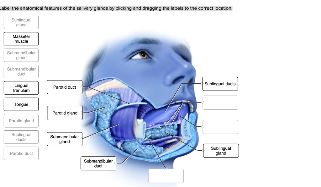 SOLVED: Label the anatomical features of the salivary glands by ...