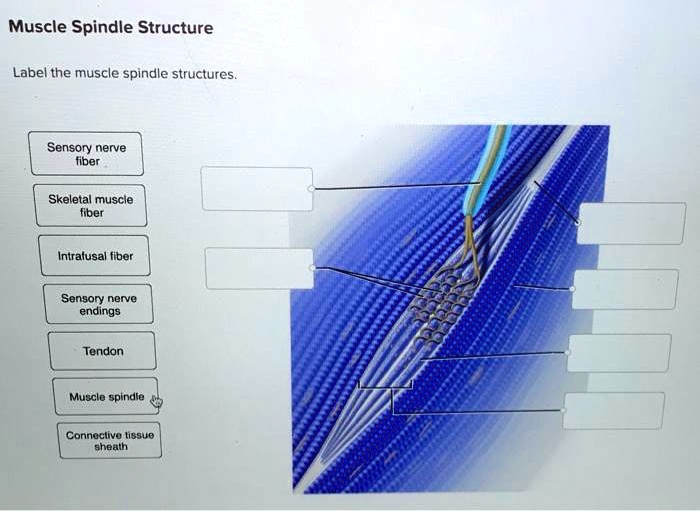 Solved: Muscle Spindle Structure Label The Muscle Spindle Structures 