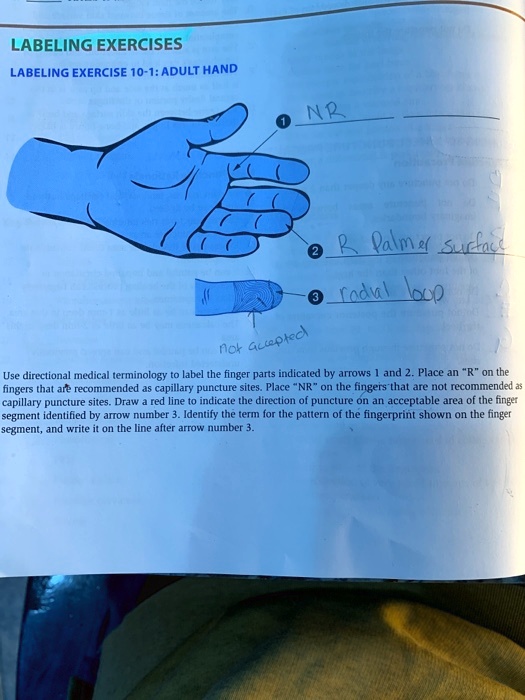 SOLVED LABELING EXERCISE 101 ADULT HAND NR oradul look not accepted