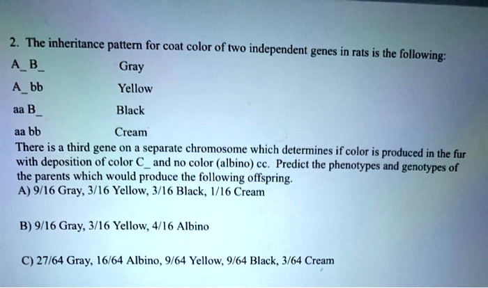 2. The inheritance pattern for coat color of two independent genes in rats is the following:
AB
Gray
Abb
Yellow
aa B
Black
aa bb
Cream
There is a third gene on a separate chromosome which determines if color is produced in the fur
with deposition of color C and no color (albino) cc. Predict the phenotypes and genotypes of
the parents which would produce the following offspring.
A) 9/16 Gray, 3/16 Yellow, 3/16 Black, 1/16 Cream
B) 9/16 Gray, 3/16 Yellow, 4/16 Albino
C) 27/64 Gray, 16/64 Albino, 9/64 Yellow, 9/64 Black, 3/64 Cream