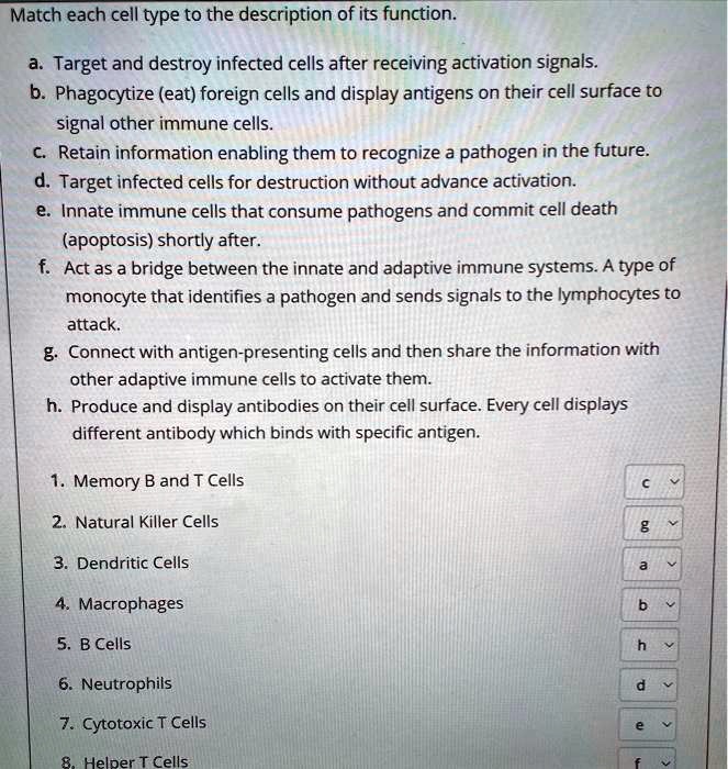 Match each cell type to the description of its function.
a. Target and destroy infected cells after receiving activation signals.
b. Phagocytize (eat) foreign cells and display antigens on their cell surface to
signal other immune cells.
c. Retain information enabling them to recognize a pathogen in the future.
d. Target infected cells for destruction without advance activation.
e. Innate immune cells that consume pathogens and commit cell death
(apoptosis) shortly after.
f. Act as a bridge between the innate and adaptive immune systems. A type of
monocyte that identifies a pathogen and sends signals to the lymphocytes to
attack.
g. Connect with antigen-presenting cells and then share the information with
other adaptive immune cells to activate them.
h. Produce and display antibodies on their cell surface. Every cell displays
different antibody which binds with specific antigen.
1. Memory B and T Cells
2. Natural Killer Cells
3. Dendritic Cells
4. Macrophages
5. B Cells
6. Neutrophils
7. Cytotoxic T Cells
8. Helper T Cells