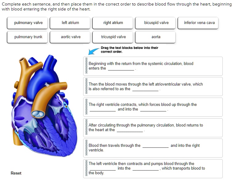 Complete each sentence, and then place them in the correct order to describe blood flow through the heart, beginning with blood entering the right side of the heart.
pulmonary valve
left atrium
right atrium
bicuspid valve
inferior vena cava
pulmonary trunk
aortic valve
tricuspid valve
aorta
Drag the text blocks below into their correct order.
Beginning with the return from the systemic circulation, blood enters the
Then the blood moves through the left atrioventricular valve, which is also referred to as the
The right ventricle contracts, which forces blood up through the and into the
After circulating through the pulmonary circulation, blood returns to the heart at the
Blood then travels through the and into the right ventricle.
The left ventricle then contracts and pumps blood through the into the , which transports blood to the body.