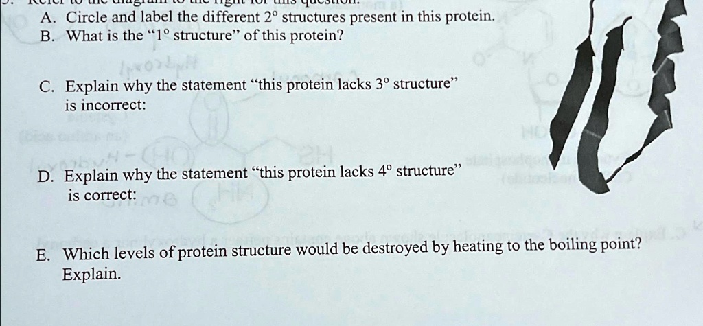 Which Of The Following Statements Concerning Protein Structure Is Incorrect SOLVED: A. Circle and label the different 2° structures present in this