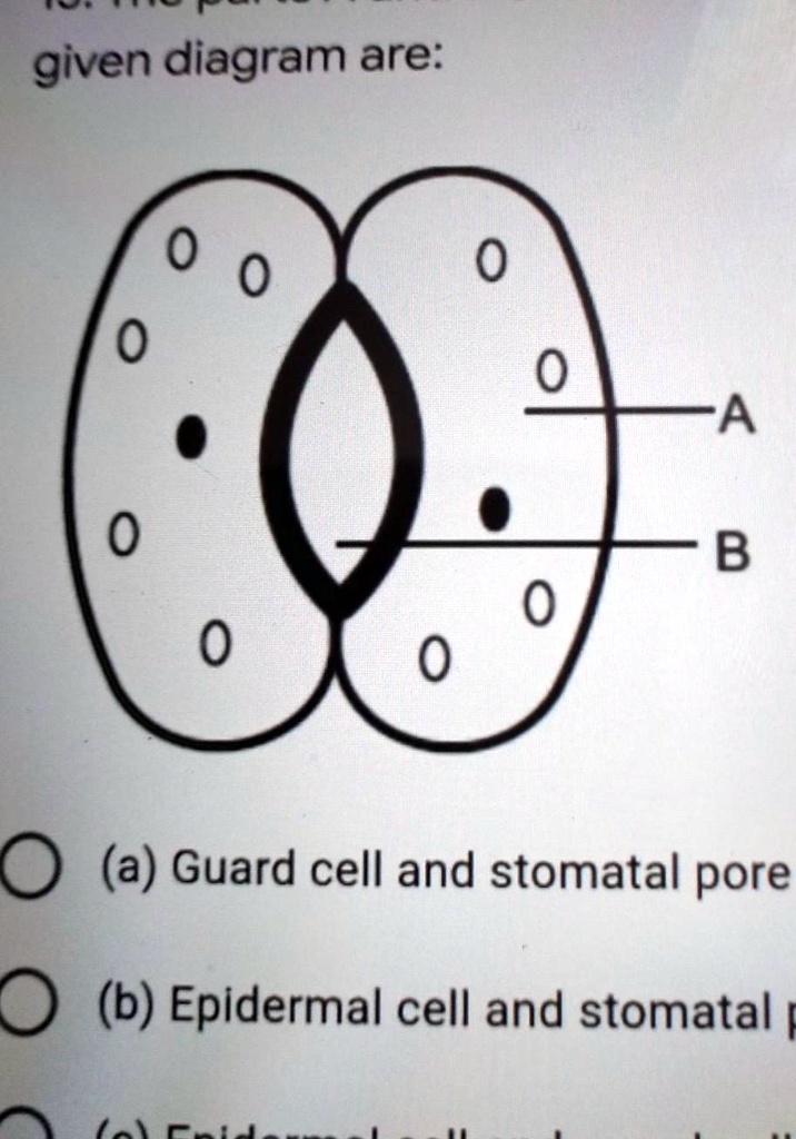 '15. The parts A and B Shown in the given diagram are: (a) Guard cell ...