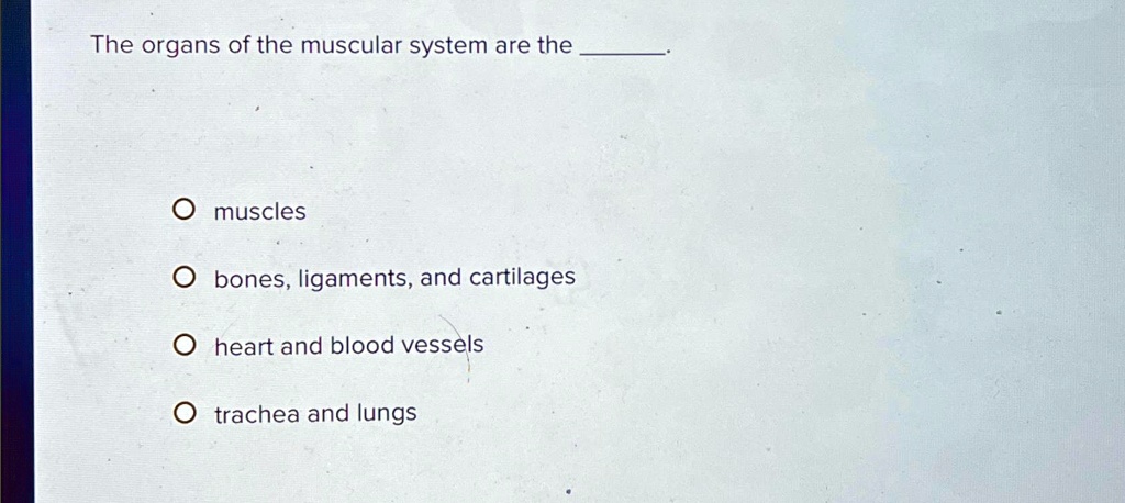 SOLVED: The organs of the muscular system are the - muscles - bones ...