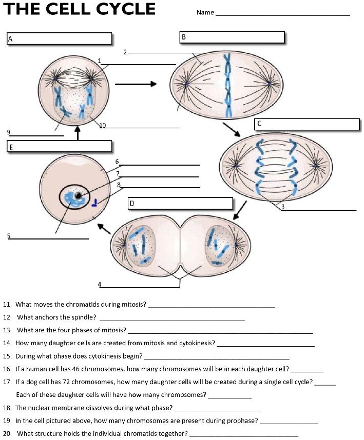 Solved The Cell Cycle Namc What Moves The Chromatids During Mitosis