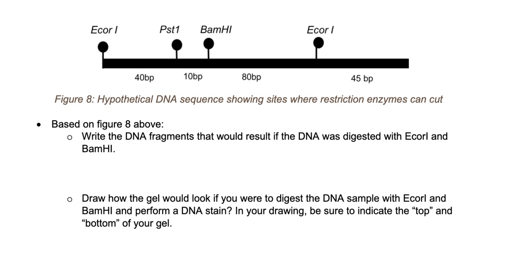 Solved Ecor Pst1 Bamhi Ecor 40bp 1obp 8obp 45 Bp Figure 8 Hypothetical Dna Sequence Showing Sites Where Restriction Enzymes Can Cut Based On Figure 8 Above Write The Dna Fragments That Would