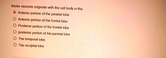 motor neurons originate with the cell body in the anterior portion of ...