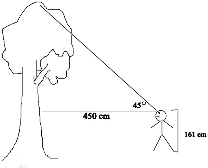 Solved berapa tinggi pohon dengan rumus sin cos tan langkah2 
