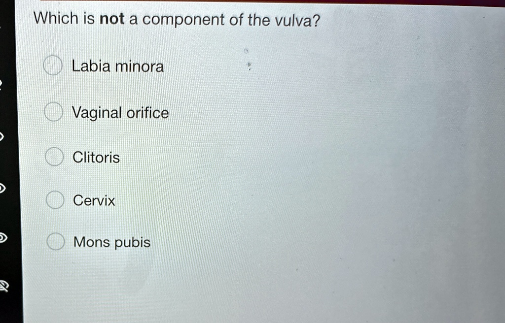 Which is not a component of the vulva?
Labia minora
Vaginal orifice
Clitoris
Cervix
Mons pubis