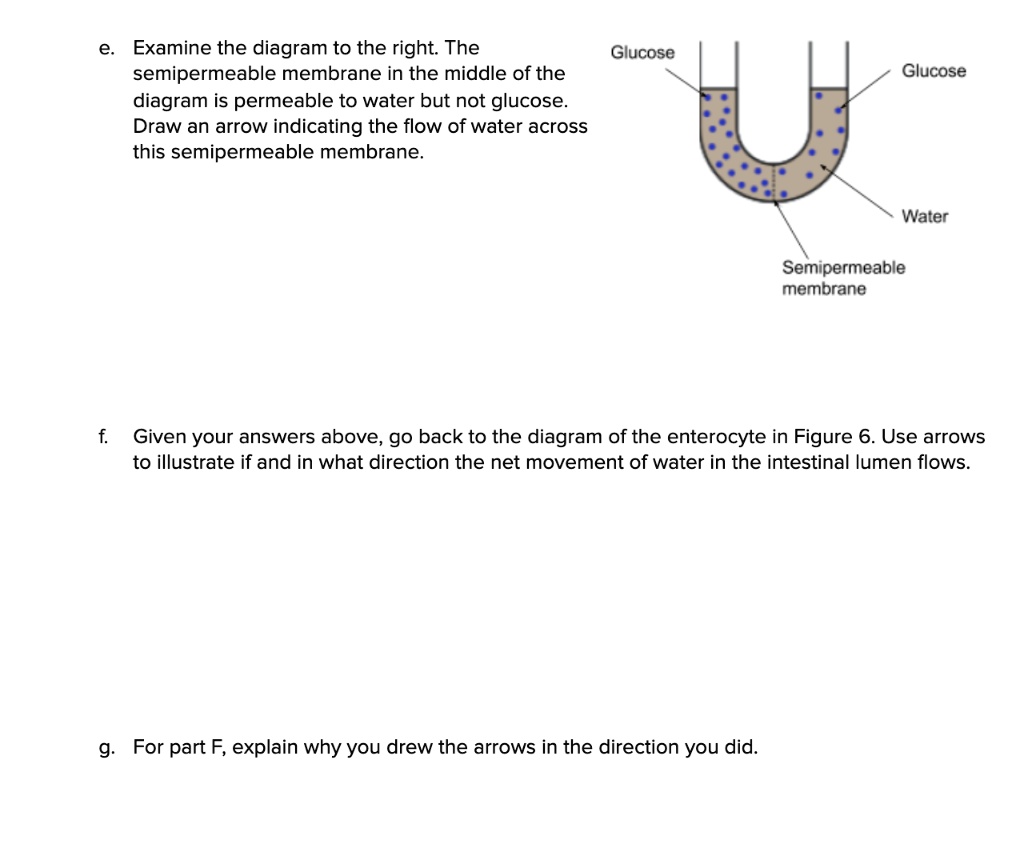 SOLVED Examine the diagram to the right The Glucose semipermeable