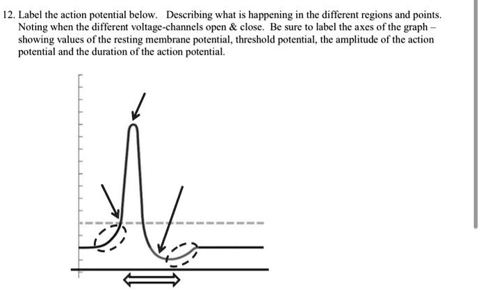 SOLVED: 12. Label the action potential below. Describing what is ...