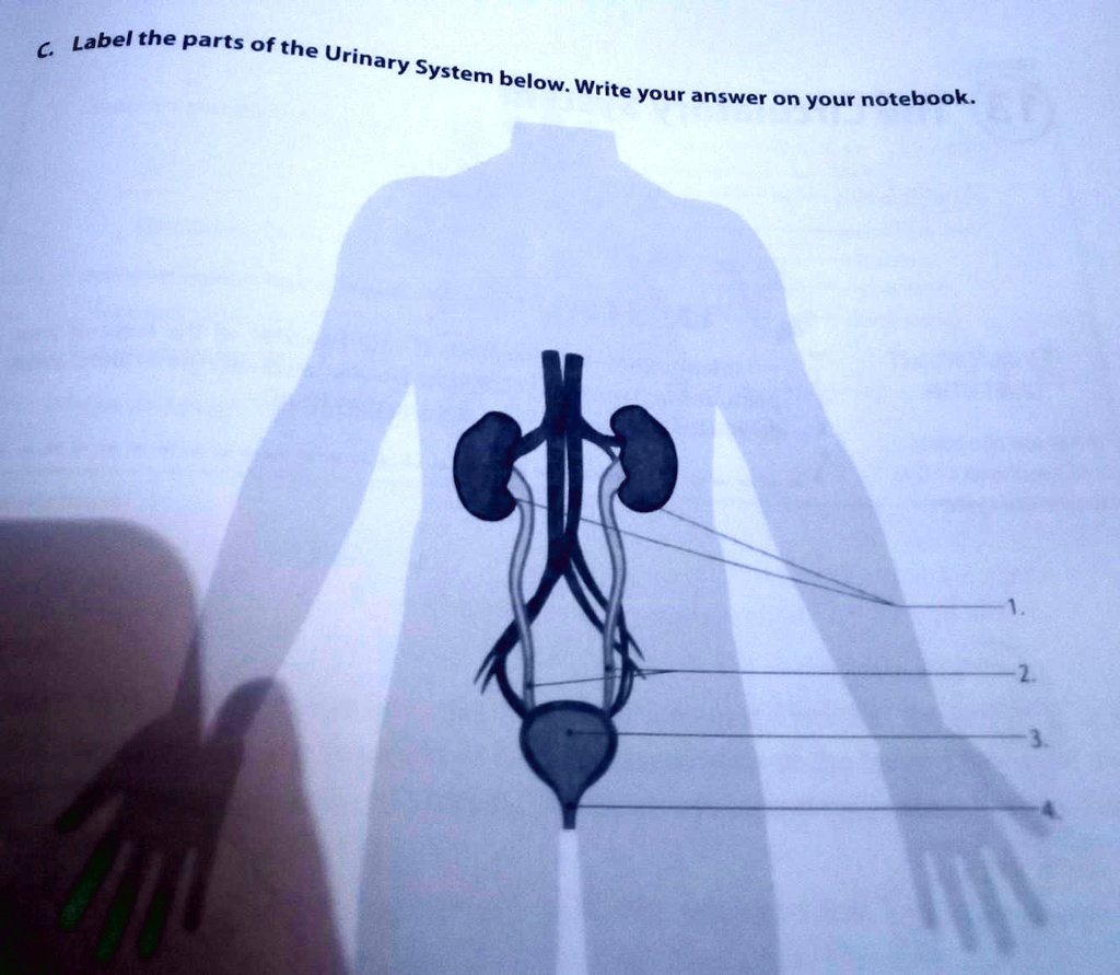 SOLVED: 'label the parts of the urinary system below. Label - the parts ...