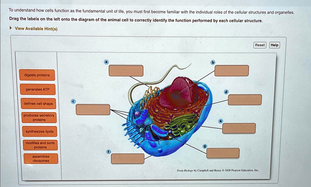 to understand how cells function as the fundamental unit of life you must first become familiar with the individual roles of the cellular structures and organelles drag the labels on the lef 56298