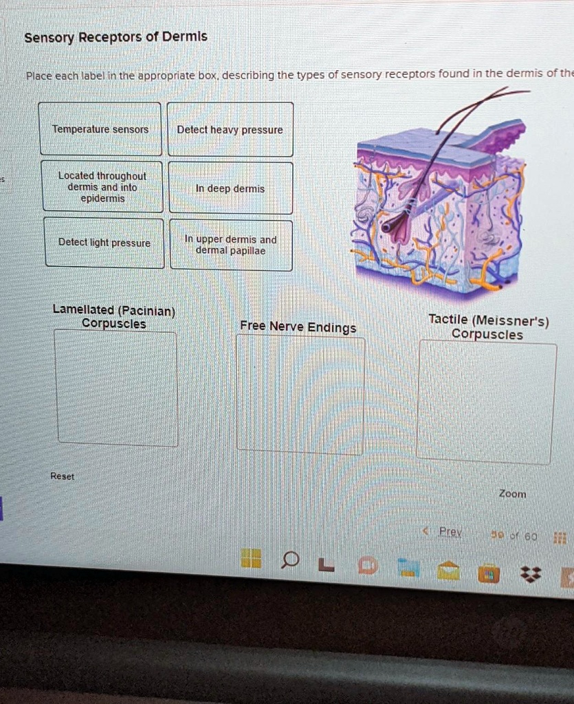 SOLVED: Text: Sensory Receptors of Dermis Place each label in the ...