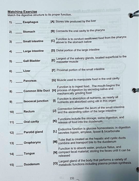 SOLVED: Matching Exercise: Match the digestive structure to its proper ...