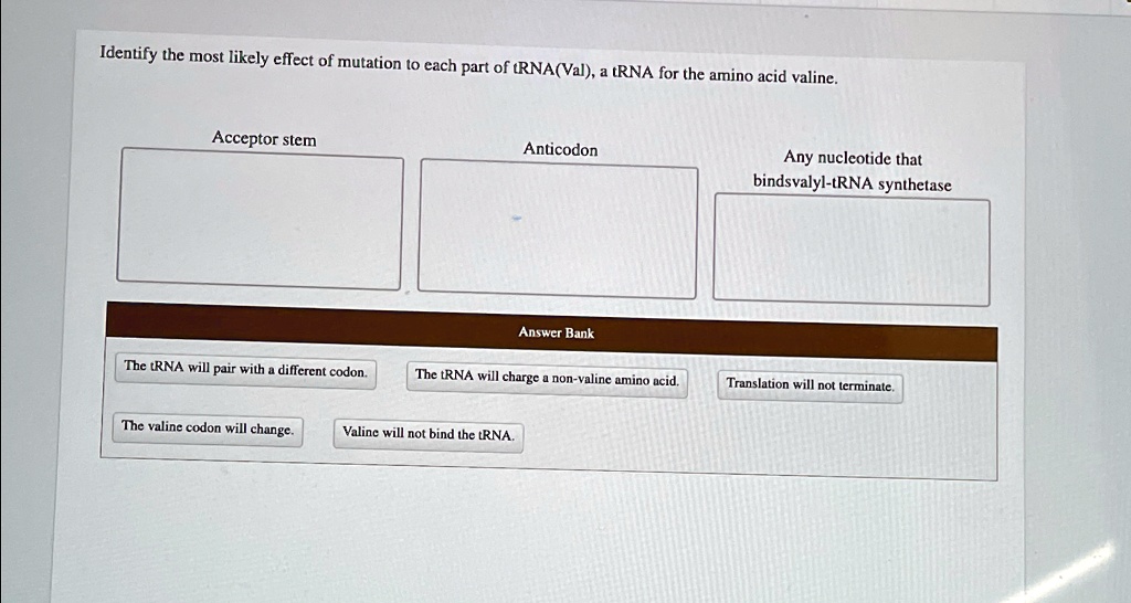 identify the most likely effect of mutation to each part of trnaval a