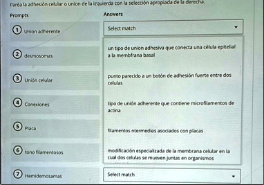 parea la adhesion celular o union de la itquierda con la seleccion apropiada de la derecha prompts union acherente desmosomas unison celular conexiones placa tono flamentosos hemidernosamas  57028