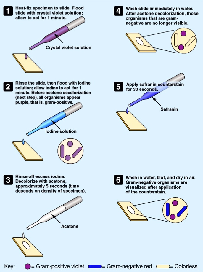 Review the steps of the Gram staining technique below. (a) What cell ...