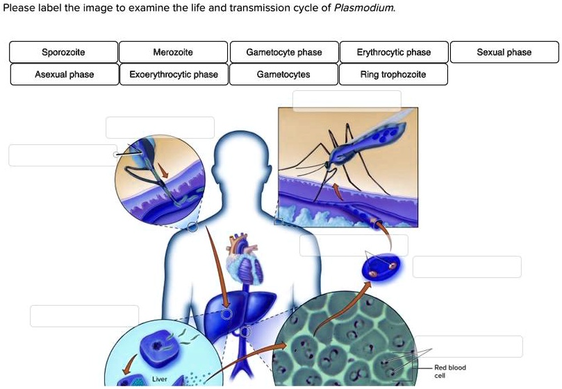 Solved Please Label The Image To Examine The Life And Transmission Cycle Of Plasmodium 3913