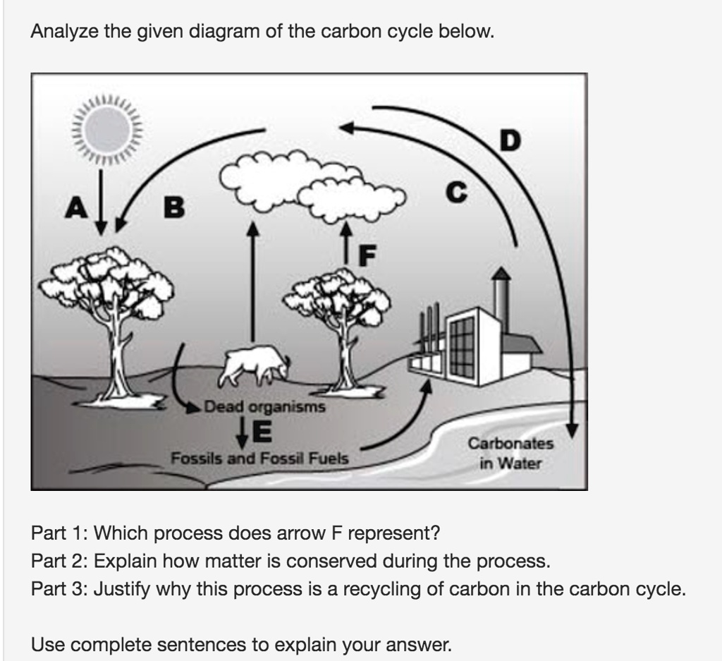Analyze the given diagram of the carbon cycle below a b dead...