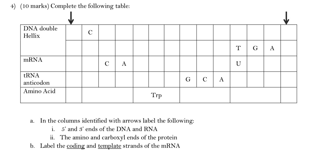 SOLVED: DNA double Helix T | G | A mRNA C | A U tRNA anticodon Amino ...