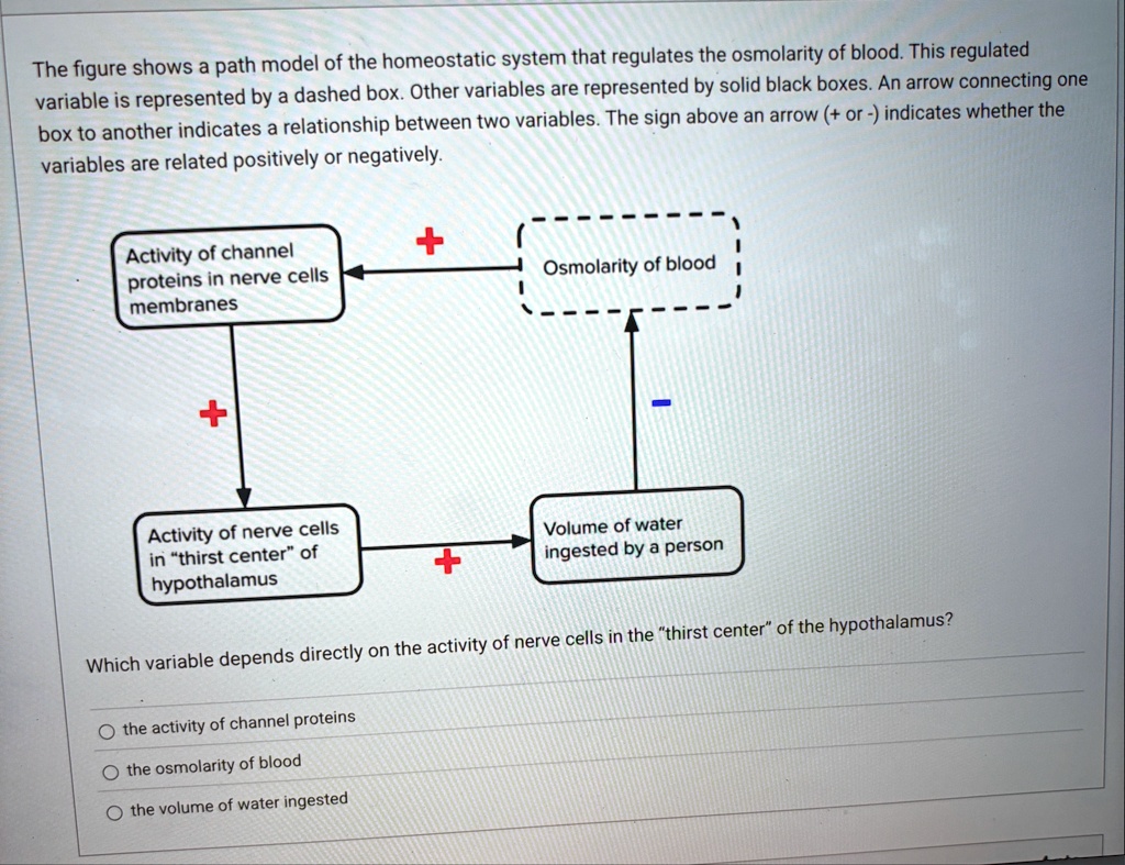 the figure shows a path model of the homeostatic system that regulates the osmolarity of blood this regulated variable is represented by a dashed box other variables are represented by solid 49573