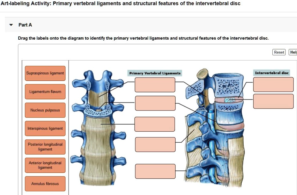 Artlabeling Activity Primary vertebral ligaments and structural