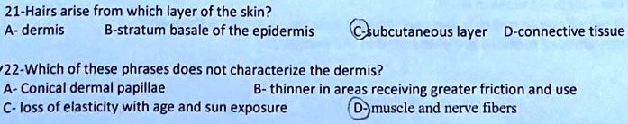 21-Hairs arise from which layer of the skin?
A- dermis B-stratum basale of the epidermis C-subcutaneous layer D-connective tissue
22-Which of these phrases does not characterize the dermis?
A- Conical dermal papillae B- thinner in areas receiving greater friction and use
C- loss of elasticity with age and sun exposure D-muscle and nerve fibers