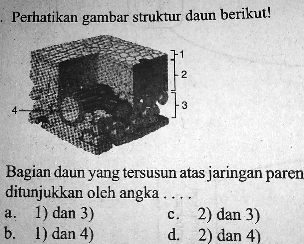 SOLVED: Bagian Daun Yang Tersusun Atas Jaringan Parenkim Ditunjukkan ...