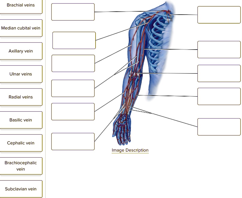 Brachial veins - Ulnar veins, Radial veins Median cubital vein ...